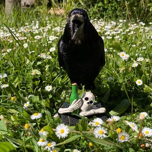 Taxidermy rook crow with open beak, mounted on black felted base with half-skeleton figurine, gothic dark decor display.
Front view of gothic rook taxidermy mount