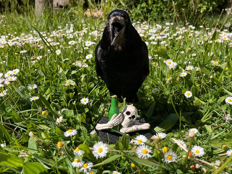 Taxidermy rook crow with open beak, mounted on black felted base with half-skeleton figurine, gothic dark decor display.
Front view of gothic rook taxidermy mount