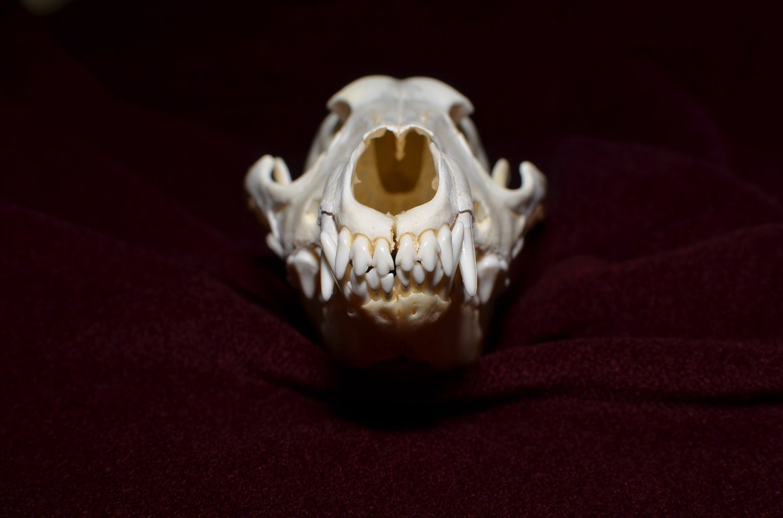 Real golden jackal skull taxidermy JS19 | Etsy