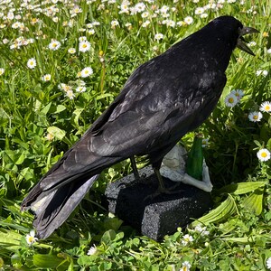 Taxidermy rook crow with open beak, mounted on black felted base with half-skeleton figurine, gothic dark decor display.
Back view of gothic rook taxidermy mount
