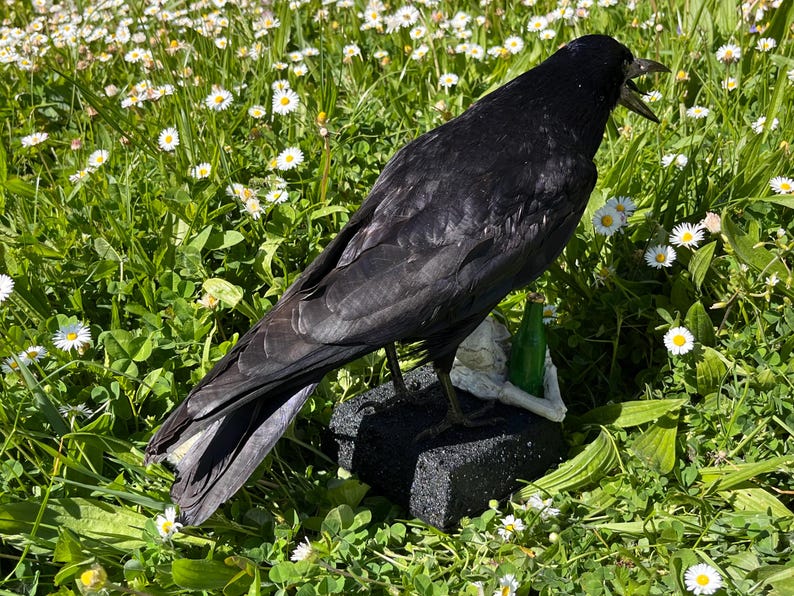 Taxidermy rook crow with open beak, mounted on black felted base with half-skeleton figurine, gothic dark decor display.
Back view of gothic rook taxidermy mount