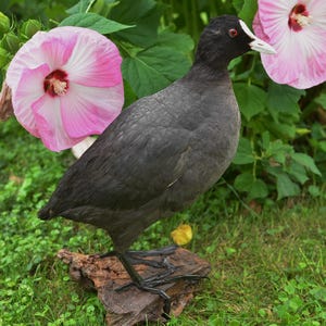 Peut inclure: Un oiseau gris foncé avec une tête noire et un bec blanc se tient sur un morceau de bois. Deux grandes fleurs roses avec des centres rouges sont en arrière-plan, avec du feuillage vert et de l'herbe.