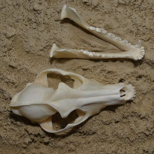 Taxidermia de cráneo de chacal dorado #JS52