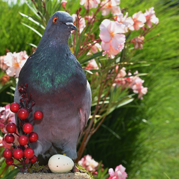 Taxidermie pigeon barbelé montures d’oiseaux #DP58