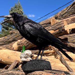 Taxidermy rook crow with open beak, mounted on black felted base with half-skeleton figurine, gothic dark decor display.
Side view of gothic rook mount