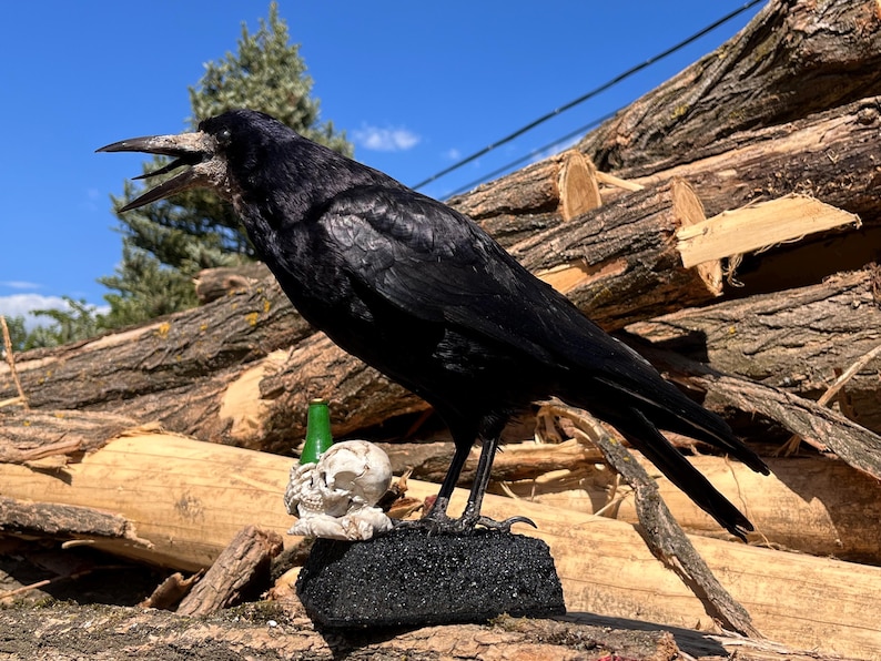 Taxidermy rook crow with open beak, mounted on black felted base with half-skeleton figurine, gothic dark decor display.
Side view of gothic rook mount