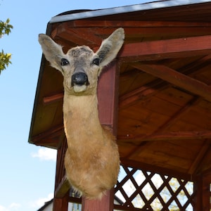 Può includere: Una testa di cervo tassidermizzata montata su un palo di legno di un gazebo. Il cervo ha pelo marrone chiaro, grandi orecchie e un naso scuro. Il gazebo è in legno scuro e ha un design a traliccio. Lo sfondo mostra cielo blu e fogliame verde.