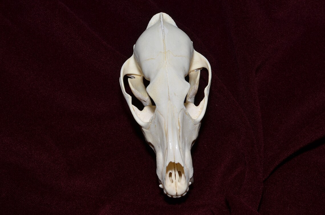 Real golden jackal skull taxidermy JS19 | Etsy
