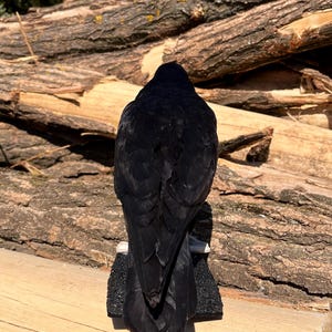 Taxidermy rook crow with open beak, mounted on black felted base with half-skeleton figurine, gothic dark decor display.
Back view of gothic rook taxidermy mount