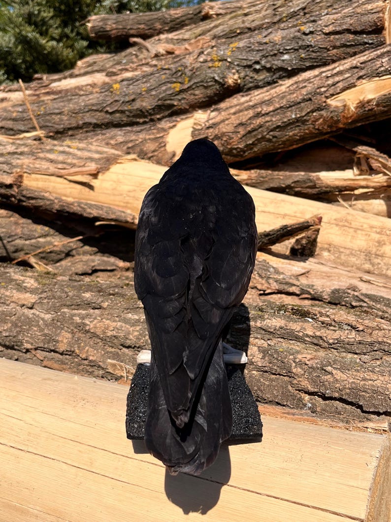Taxidermy rook crow with open beak, mounted on black felted base with half-skeleton figurine, gothic dark decor display.
Back view of gothic rook taxidermy mount