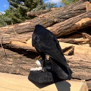 Taxidermy rook crow with open beak, mounted on black felted base with half-skeleton figurine, gothic dark decor display.
Back view of gothic rook taxidermy mount