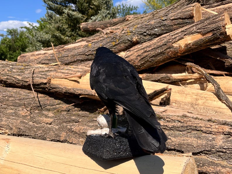 Taxidermy rook crow with open beak, mounted on black felted base with half-skeleton figurine, gothic dark decor display.
Back view of gothic rook taxidermy mount