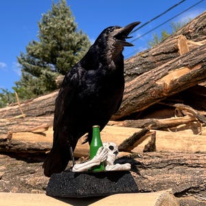 Taxidermy rook crow with open beak, mounted on black felted base with half-skeleton figurine, gothic dark decor display.