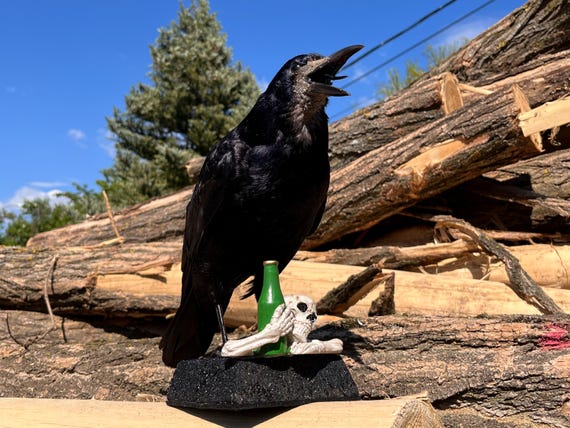 Gothic Rook Crow Taxidermy with Skeleton Figurine Halloween Decor Base #R22