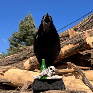 Taxidermy rook crow with open beak, mounted on black felted base with half-skeleton figurine, gothic dark decor display.
Front view