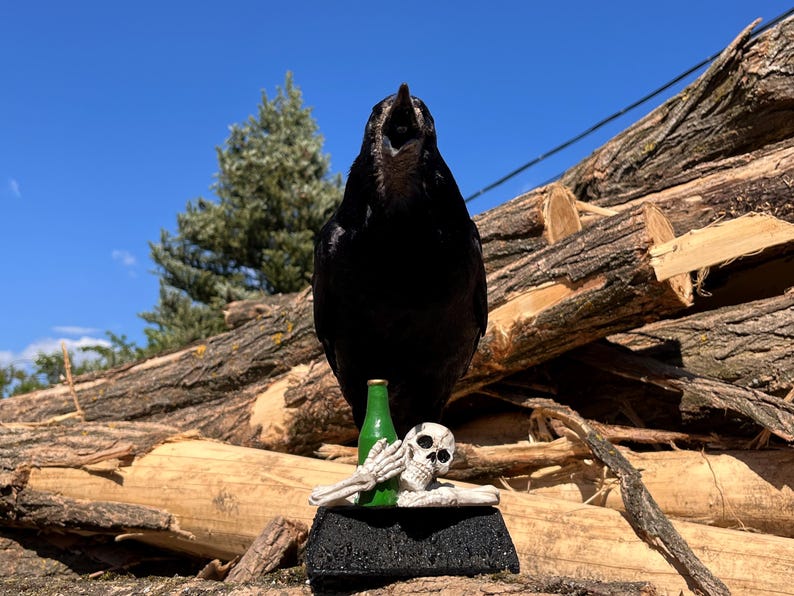 Taxidermy rook crow with open beak, mounted on black felted base with half-skeleton figurine, gothic dark decor display.
Front view
