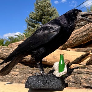 Taxidermy rook crow with open beak, mounted on black felted base with half-skeleton figurine, gothic dark decor display.
Side view of gothic rook taxidermy mount