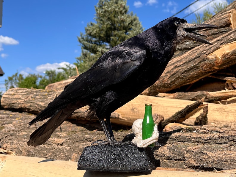 Taxidermy rook crow with open beak, mounted on black felted base with half-skeleton figurine, gothic dark decor display.
Side view of gothic rook taxidermy mount