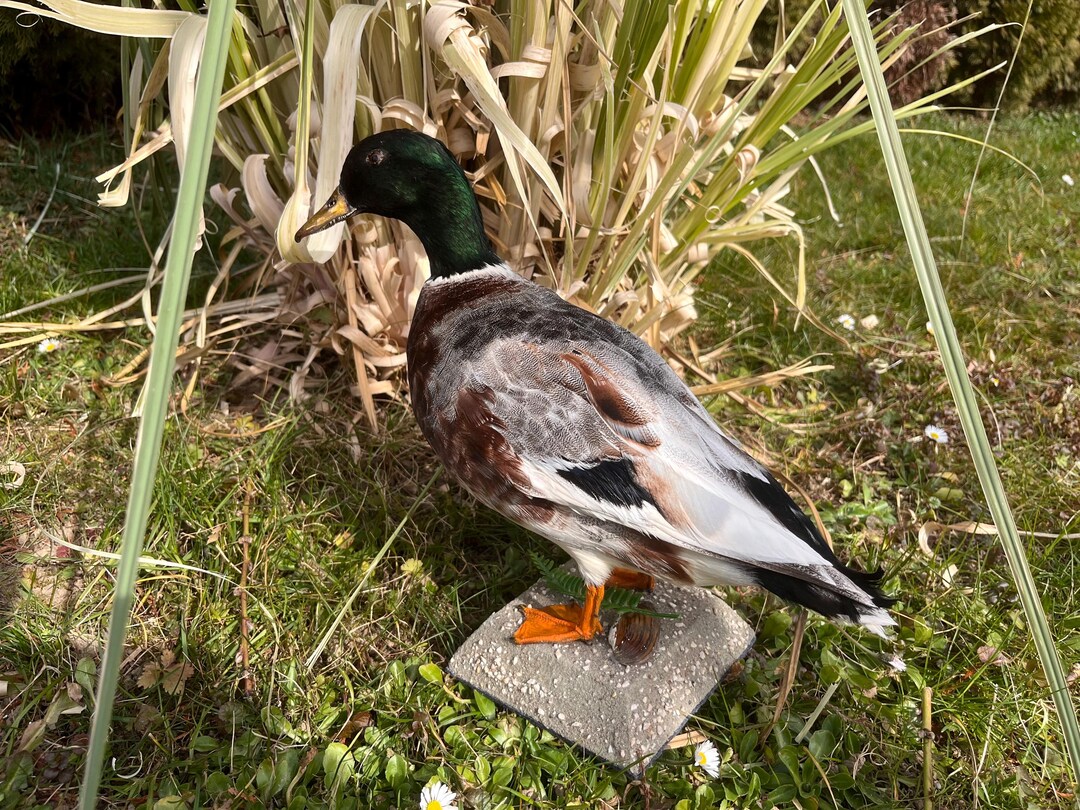 Mallard Duck Taxidermy Mount – Drake on Felted Base With Shell & Leaves ...