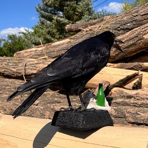 Taxidermy rook crow with open beak, mounted on black felted base with half-skeleton figurine, gothic dark decor display.
Back view of gothic rook taxidermy mount