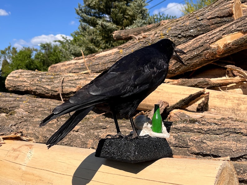 Taxidermy rook crow with open beak, mounted on black felted base with half-skeleton figurine, gothic dark decor display.
Back view of gothic rook taxidermy mount