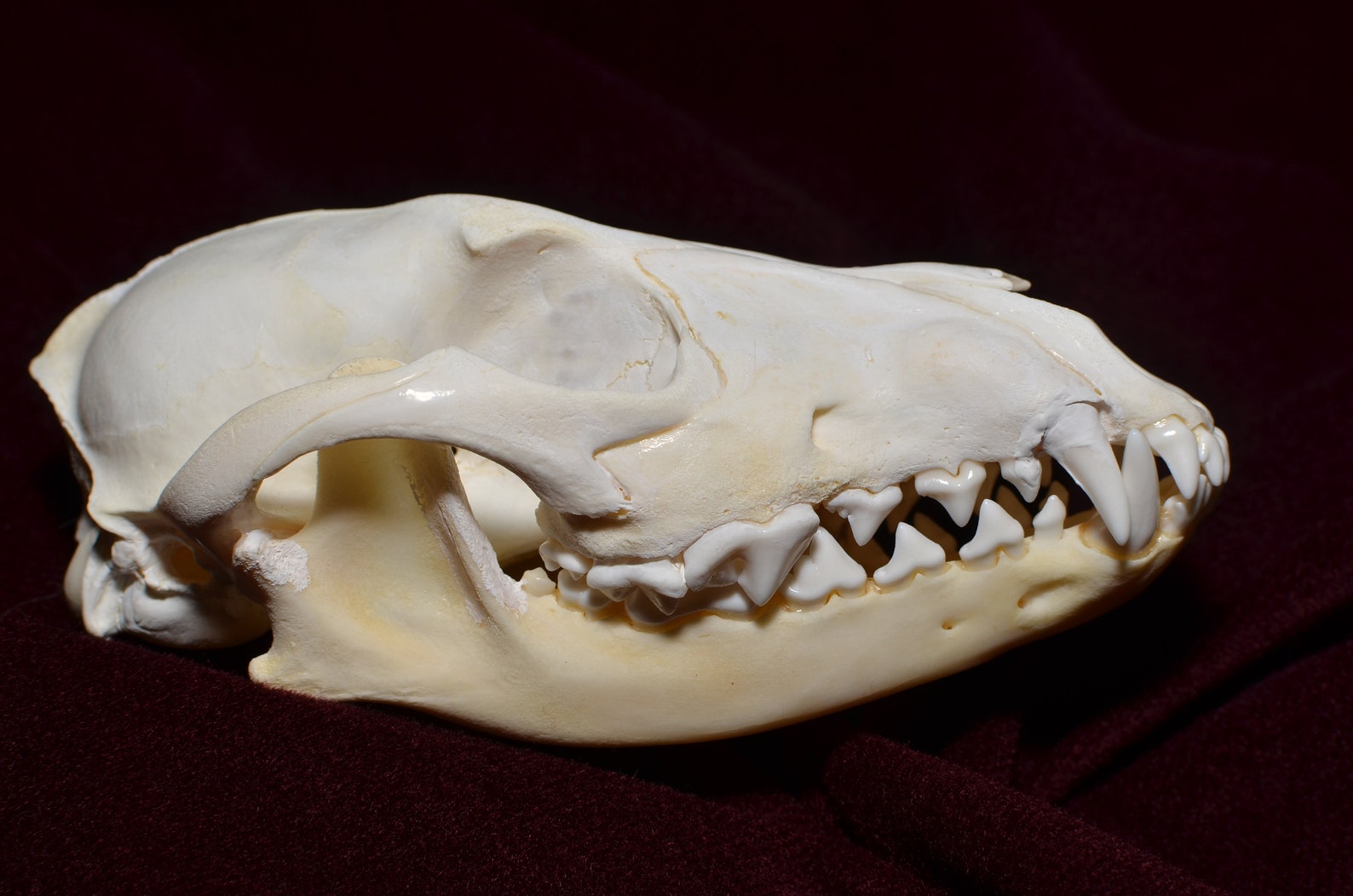 Real golden jackal skull taxidermy JS19 | Etsy