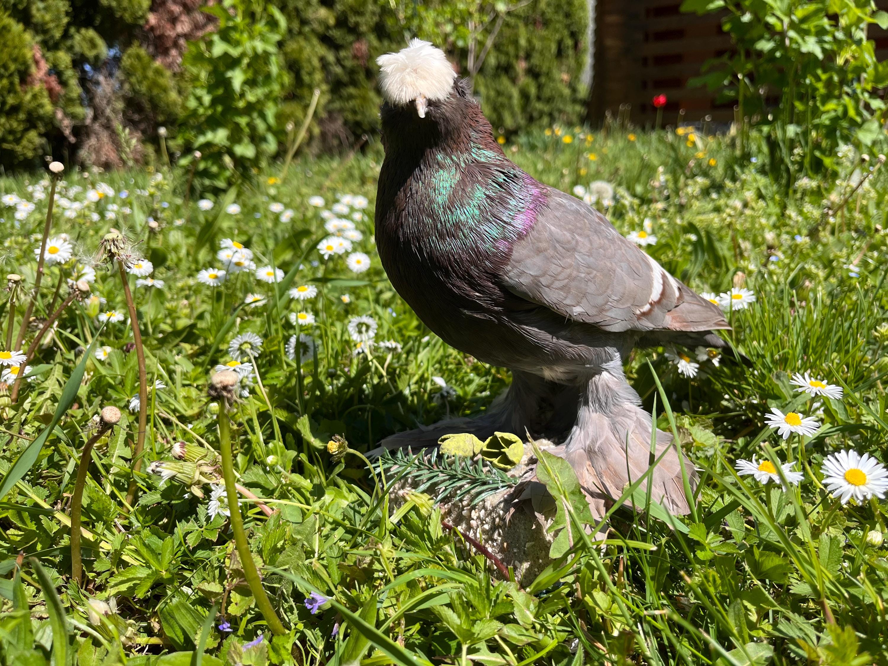 Pigeons, a Darwin Favorite, Carry New Clues to Evolution - The New York  Times, image size:3000x2250