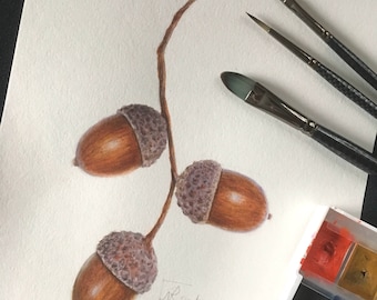 Acorns original botanical watercolour painting. Botanical art, painting of nature,