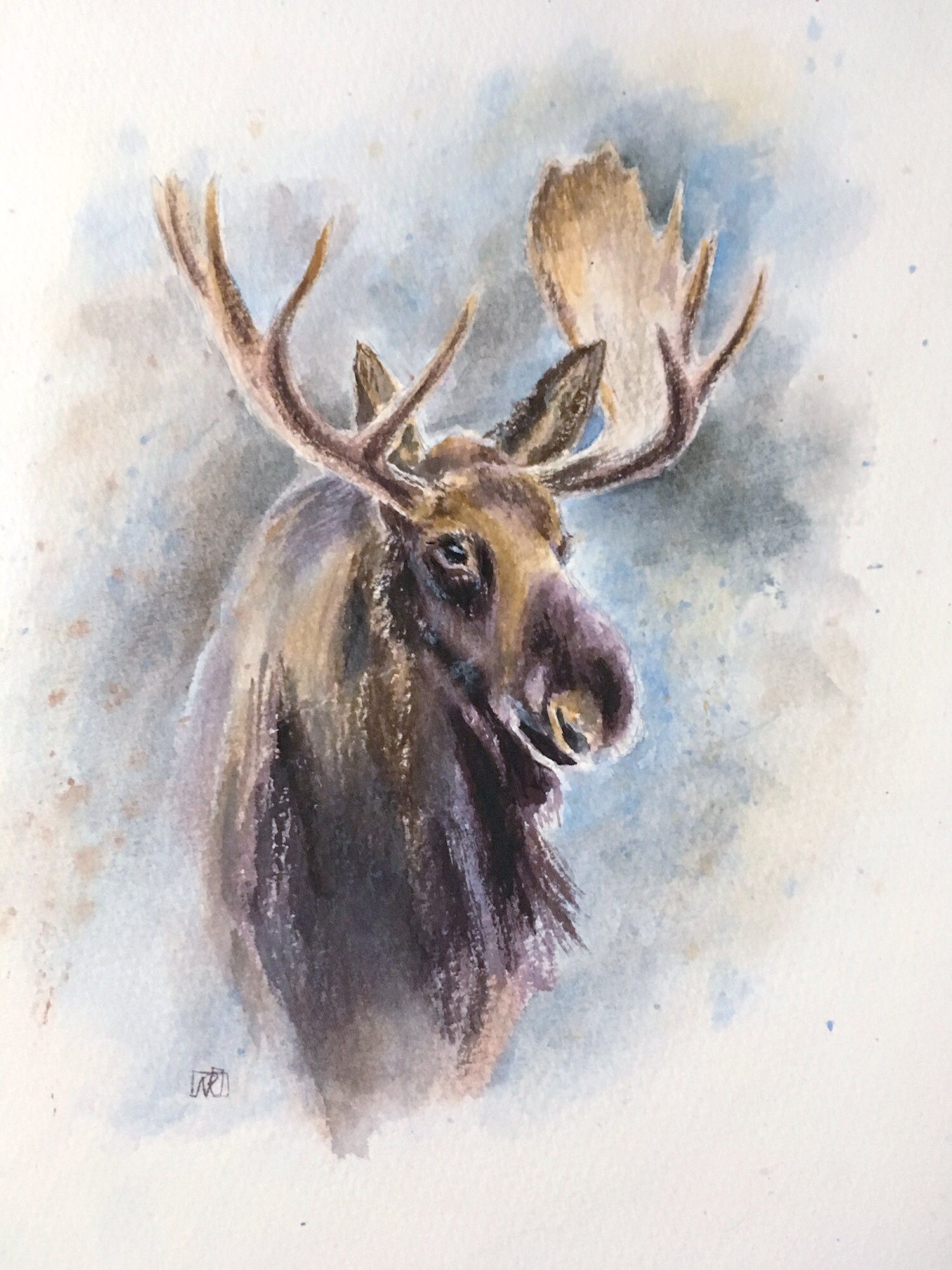 moose horns