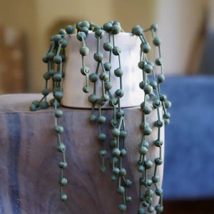 May include: A green string of beads plant in a white ceramic pot. The plant is hanging over the edge of the pot and cascading down.