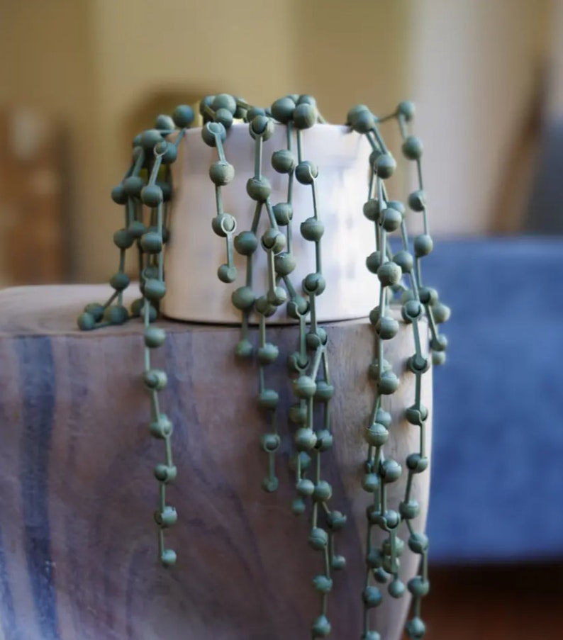 May include: A green string of beads plant in a white ceramic pot. The plant is hanging over the edge of the pot and cascading down.