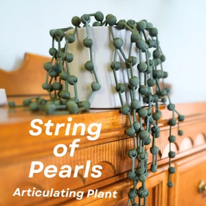 May include: A String of Pearls plant, also known as an Articulating Plant, in a white pot. The plant has long, trailing stems with green, round leaves that resemble pearls.