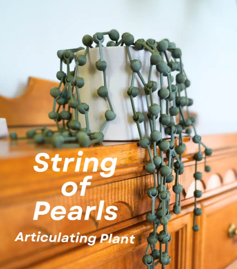 May include: A String of Pearls plant, also known as an Articulating Plant, in a white pot. The plant has long, trailing stems with green, round leaves that resemble pearls.