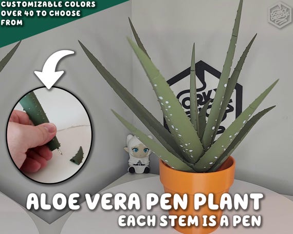aloe vera bedingungen Tipps zur Pflege deiner Pflanze : Aloe Vera – PflanzenFuerAlle main image 1