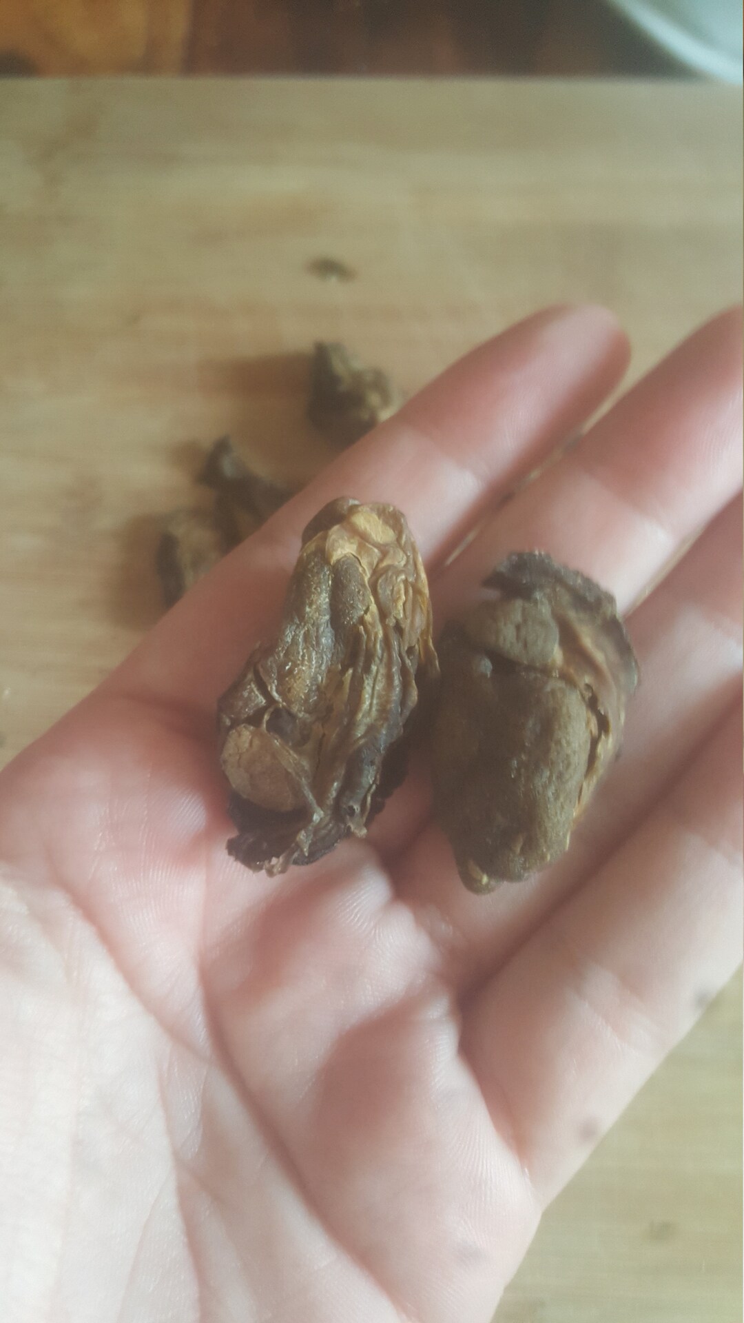 Dehydrated Oysters 40 Ct Etsy