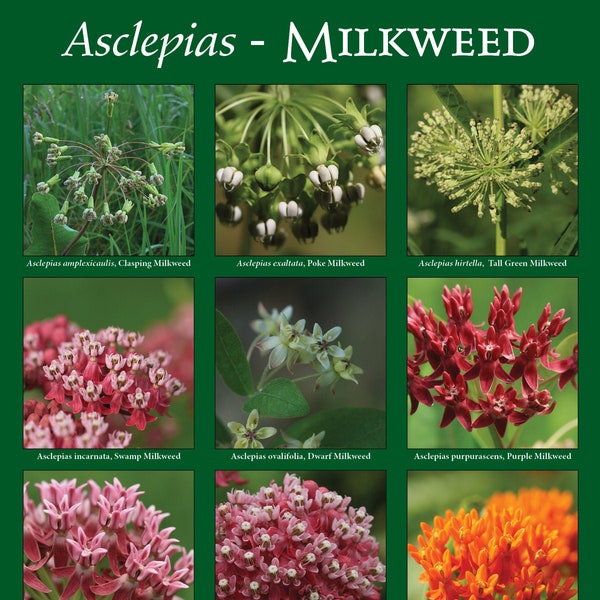 Asclepias - Milkweeds