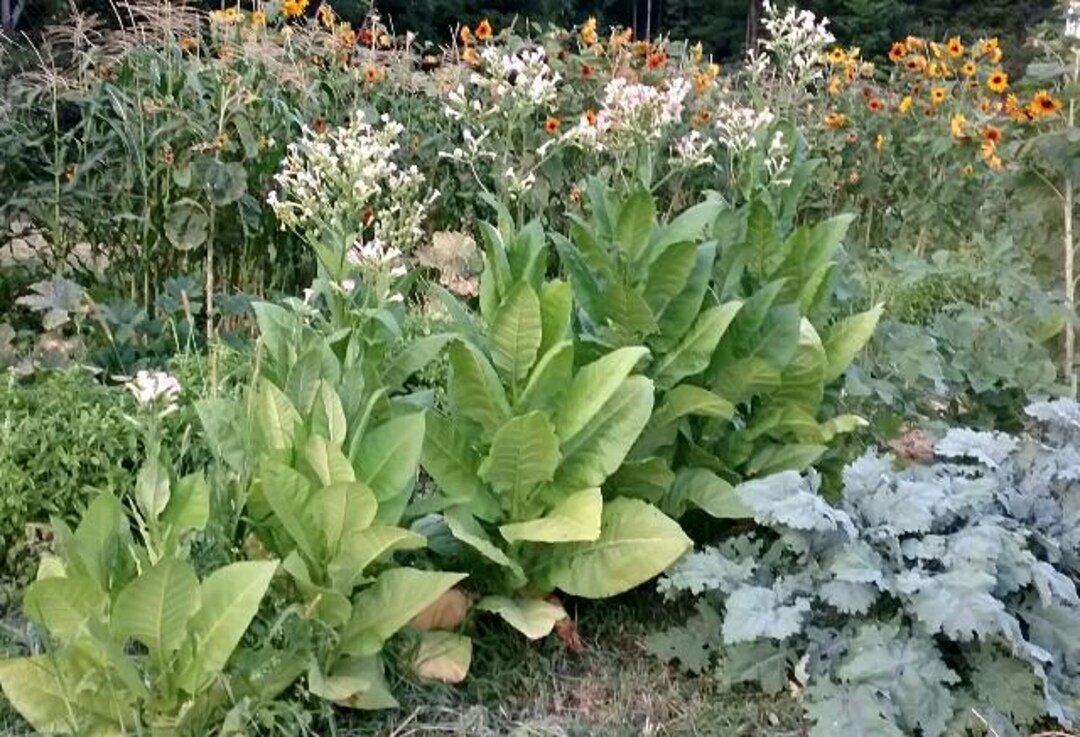 maryland tobacco seeds 1g. -maryland Tobacco Seed