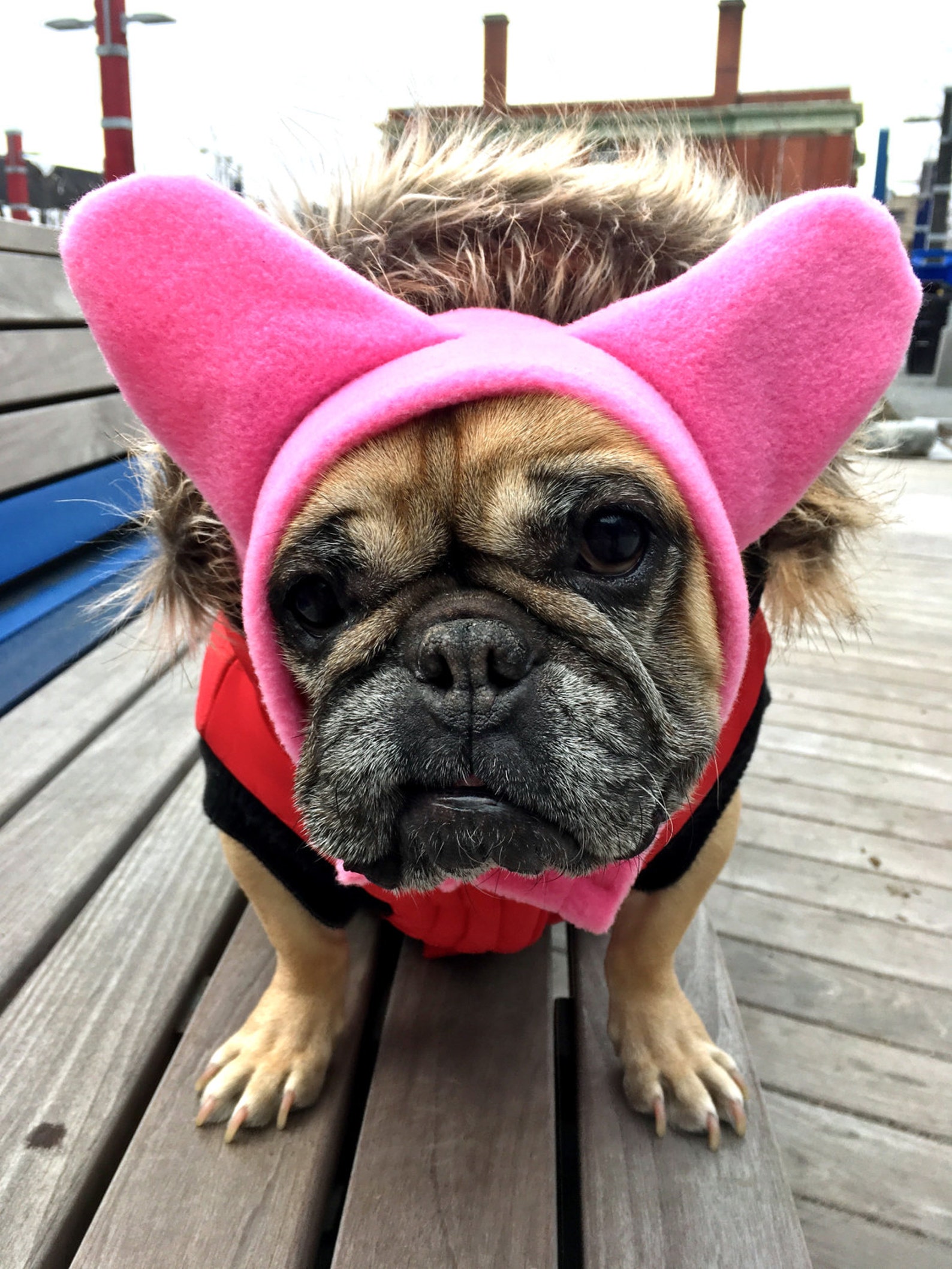 Frenchie Hats / Dog Hats / French Bulldog Hats Etsy
