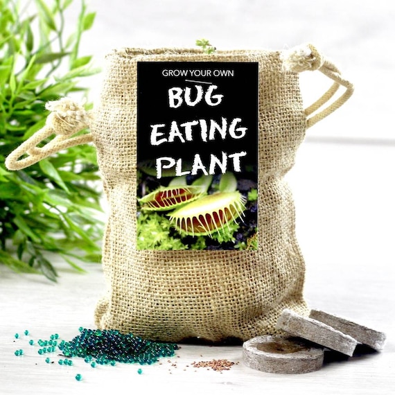 dill seed plant Dill – Culinary Herb Seeds – SurvivalGardenSeeds main image 0
