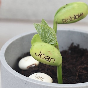 Op de afbeelding: Een close-up van een kleine, groene plant die in een grijze pot groeit. De plant heeft twee bonenspruiten met de namen "Joan" en "Robbie" erop gegraveerd. Een boon met het woord "Love" is ook zichtbaar.