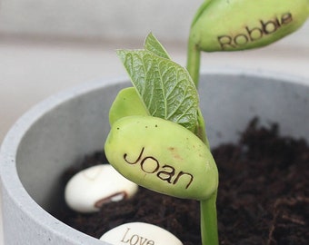 Personalised Name Bean Seeds