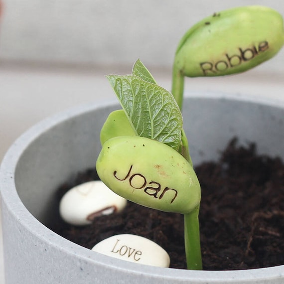 Personalized Name Bean Seeds: Magical Grow-your-own Gift, Eco-friendly -  Etsy