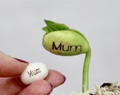 Pack Of Five Message Beanstalk Seeds