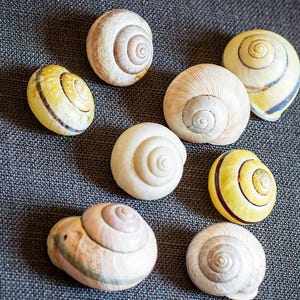 May include: A collection of eight snail shells arranged in a cluster. The shells vary in color, featuring shades of cream, white, and pale yellow, with some displaying distinct dark brown spiral bands and others showing a smooth, solid off-white finish.