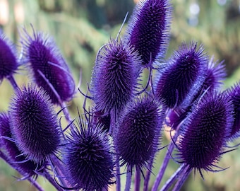 10 Purple Teasel Stalks