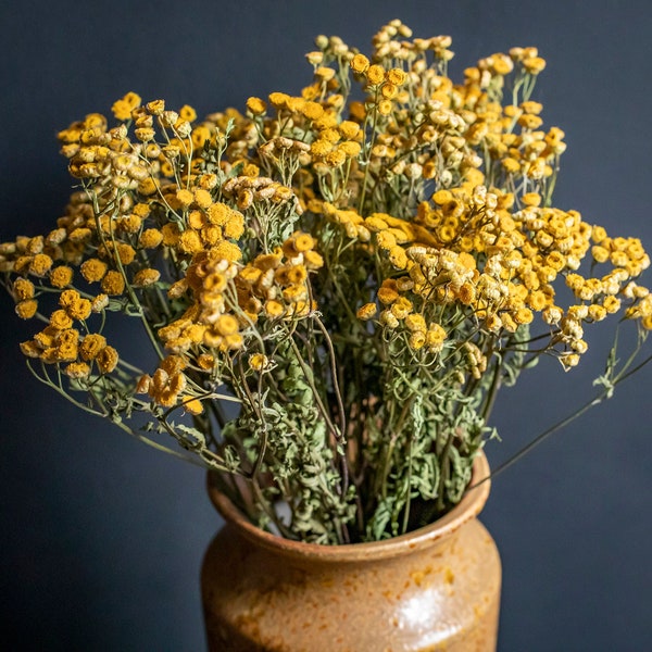 Bunch Dried Tansy, Dried Wildflowers, Yellow Flowers, Dried Flower Bouquet, Common Tansy, Tanacetum vulgar