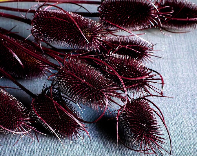 10 Cherry Black Natural Dried Indian Teasel Dipsacus Thistle Stalks 10-cherry-black-natural-dried-indian-teasel-dipsacus-thistle-stalks