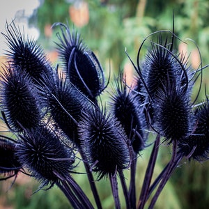 10 Black Natural Dried Indian Teasel Dipsacus Thistle Stalks Dried Arrangements Craft Supply Crafting Fall Winter bouquet