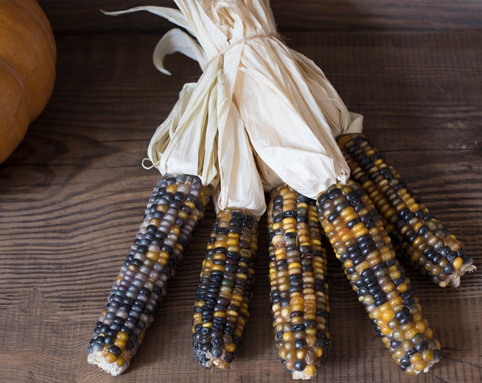 Glass Gem Cherokee Indian Corn Ornamental Corn Decorative Corn Etsy