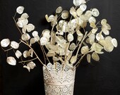 7 natural Pearl Lunaria stems quot long Silver dollar leaves Dried Money plant Honesty Winter wedding decor Autumn Winter centerpiece